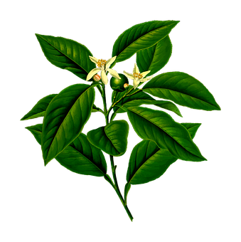 Lemon Blossomand Leaves PNG with transparent background