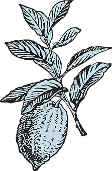 Lemon Branch Illustration PNG with transparent background