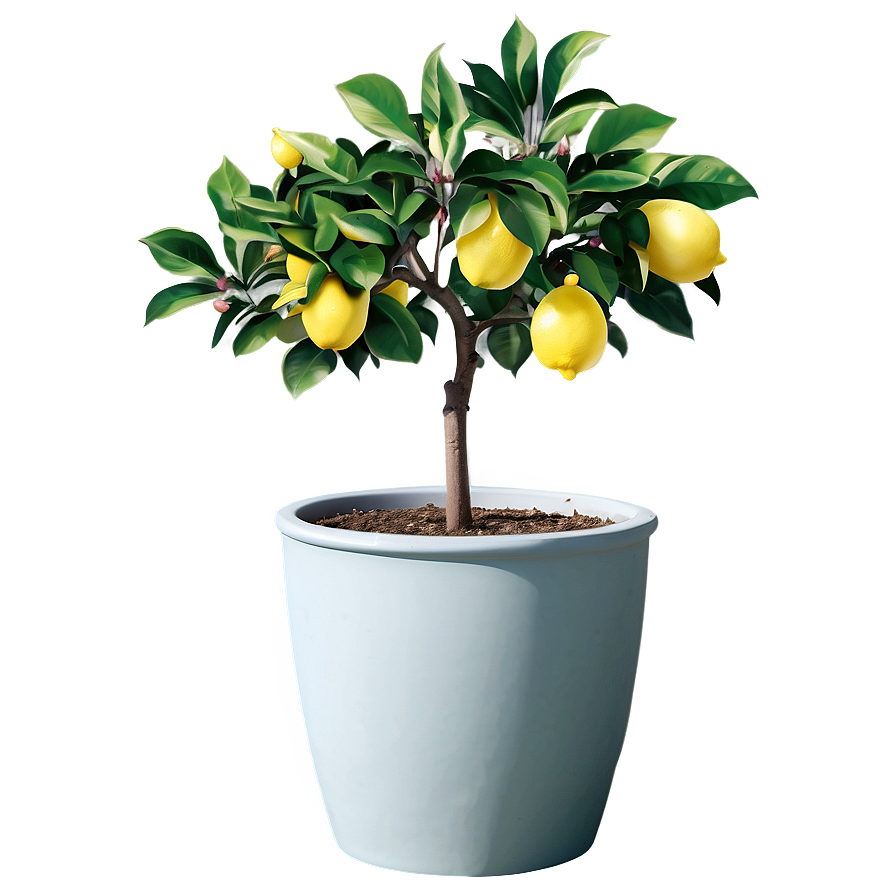 Lemon Tree In Pot Illustration Png Ceh72