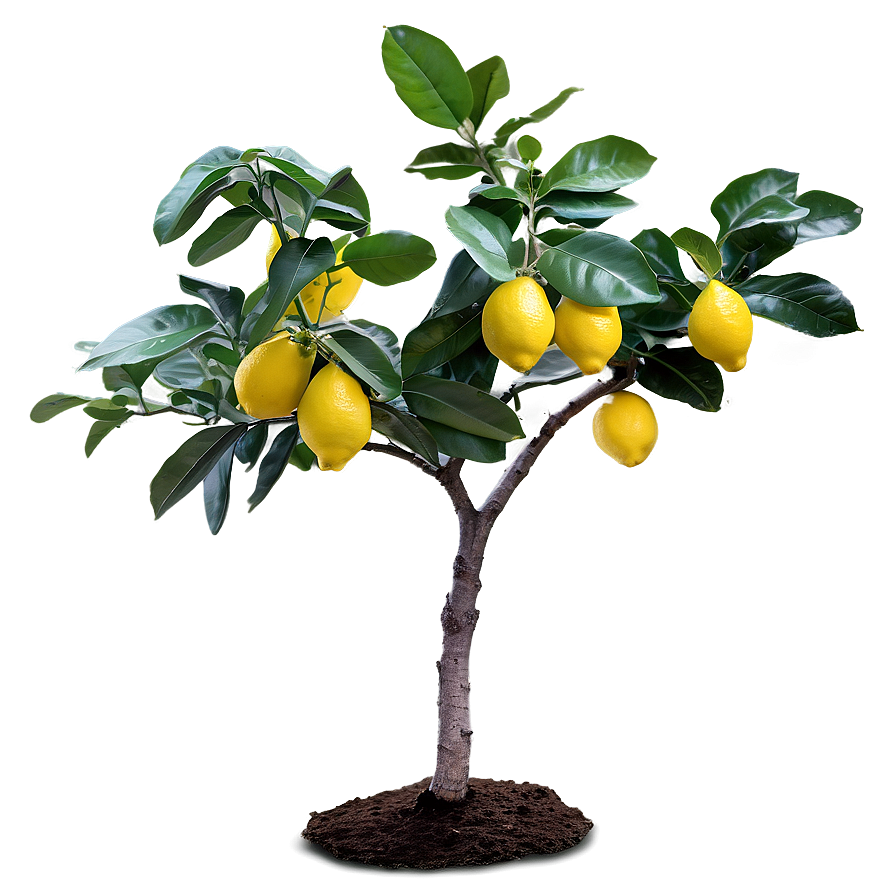 Lemon Tree In Spring Png 64