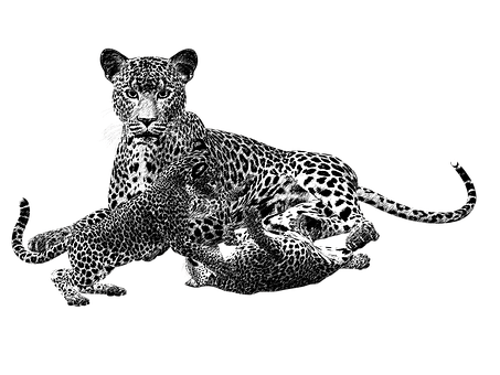 Leopard Duo Black Background PNG with transparent background