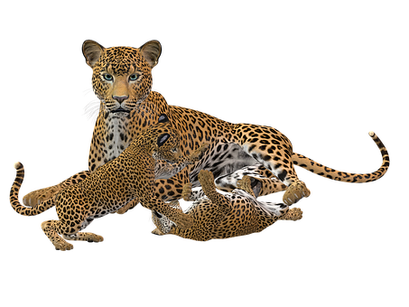 Leopard Family Playtime PNG with transparent background
