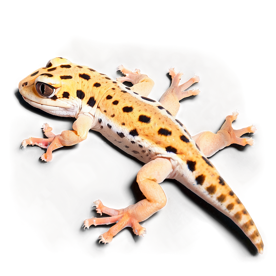 Leopard Gecko In Sand Png Mbg