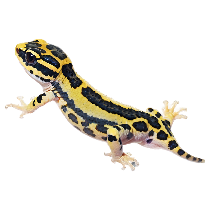 Leopard Gecko In The Dark Png Cil