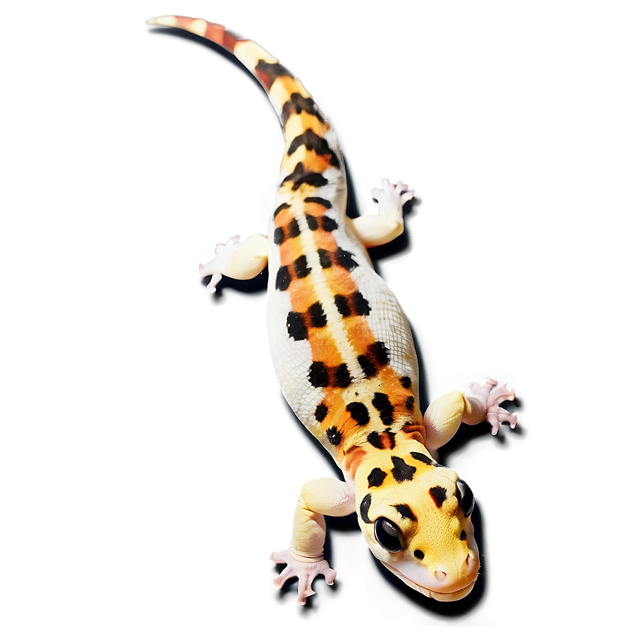 Leopard Gecko Tongue Out Png Xcl21