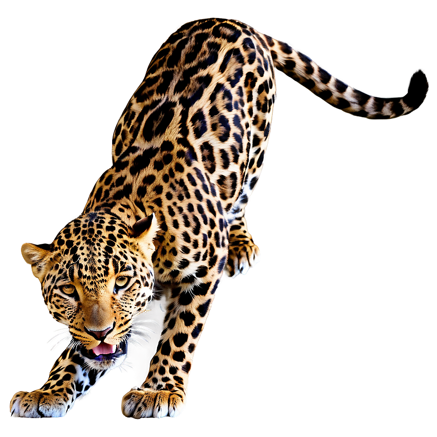 Leopard Hunting Prey Png 66