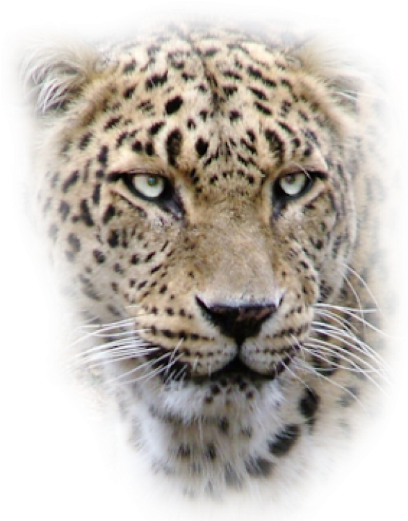 Leopard Png Free Download - Leopard Head Png, Transparent Png PNG with transparent background