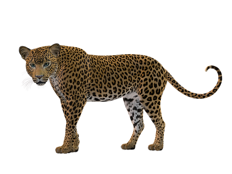 Leopard Profile Black Background PNG with transparent background