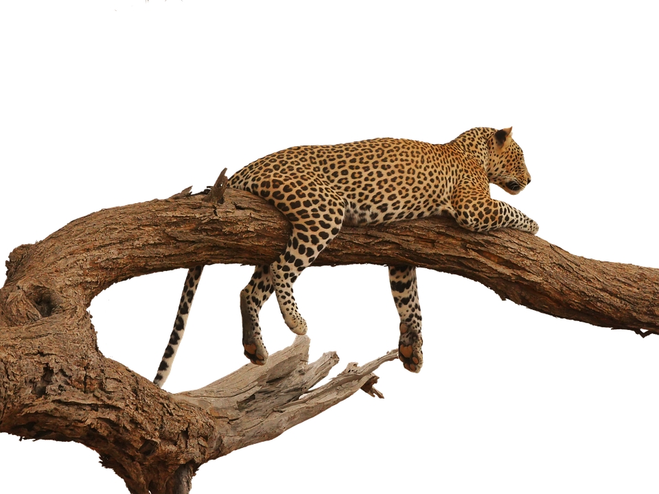 Leopard Restingon Tree Branch PNG with transparent background