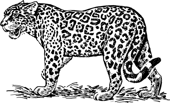 Leopardin Darkness PNG with transparent background