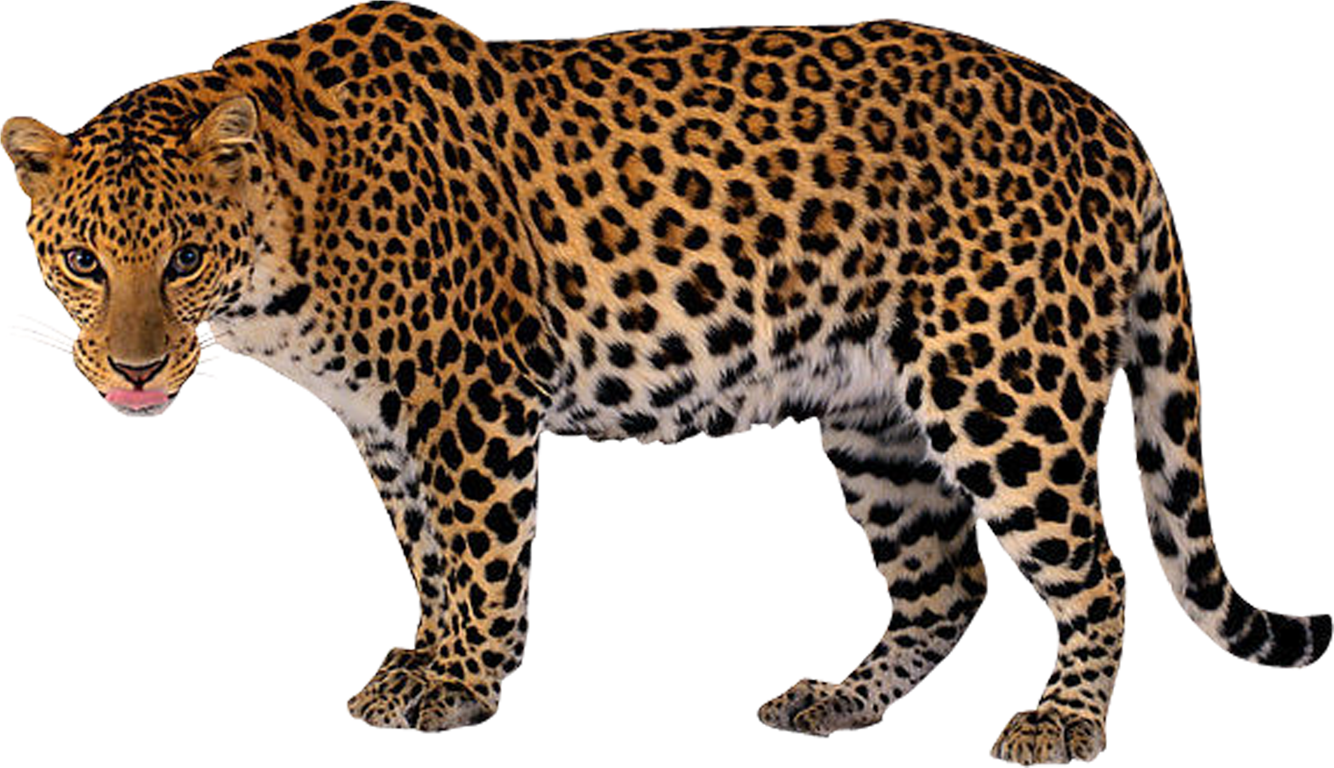 Leopardin Stride.png