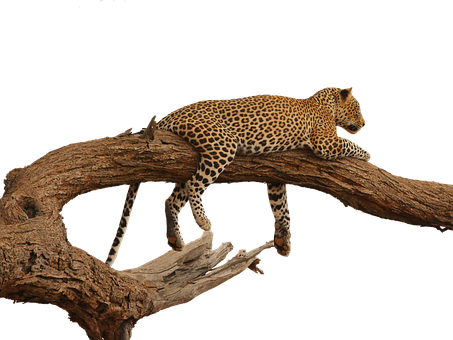 Leopardon Tree Branch PNG with transparent background