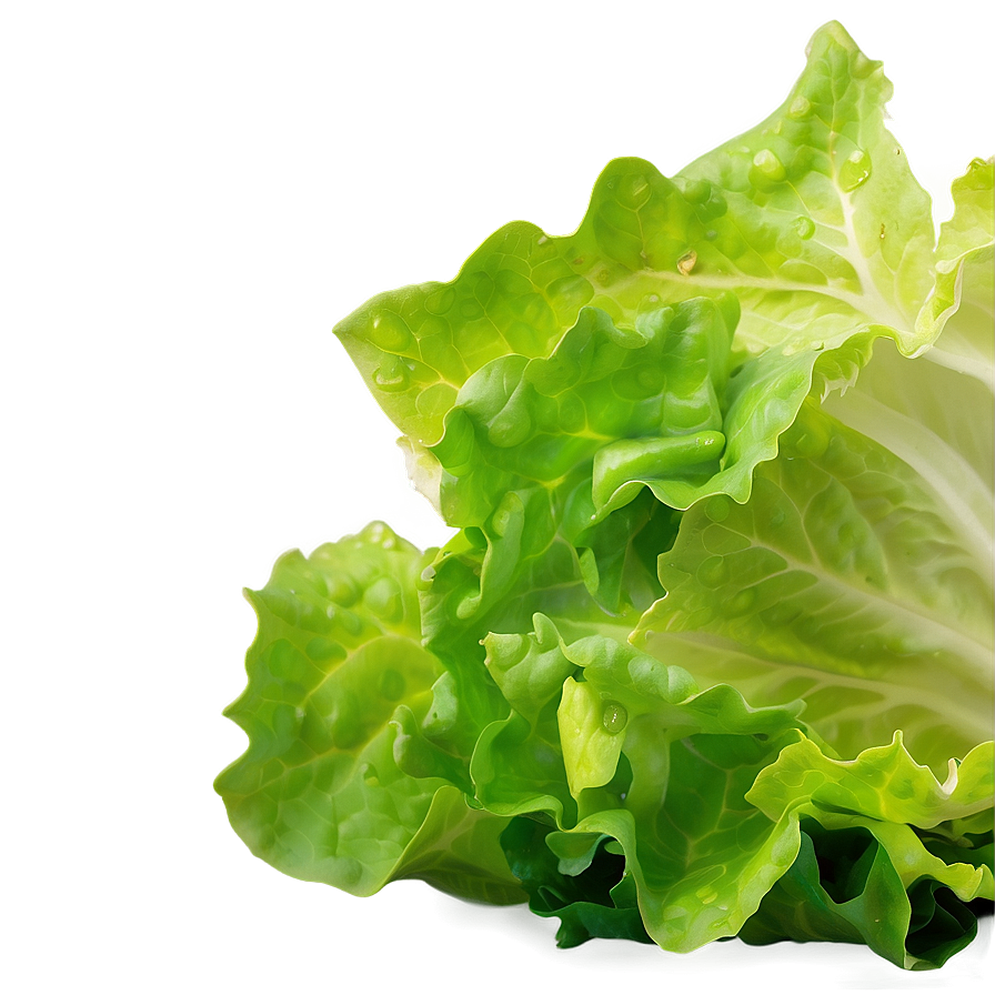 Lettuce Closeup Png Iwr88