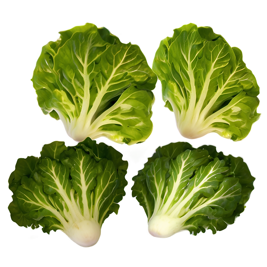 Lettuce Salad Ingredient Png 05242024