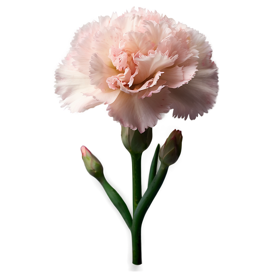 Light Pink Carnation Png 06112024