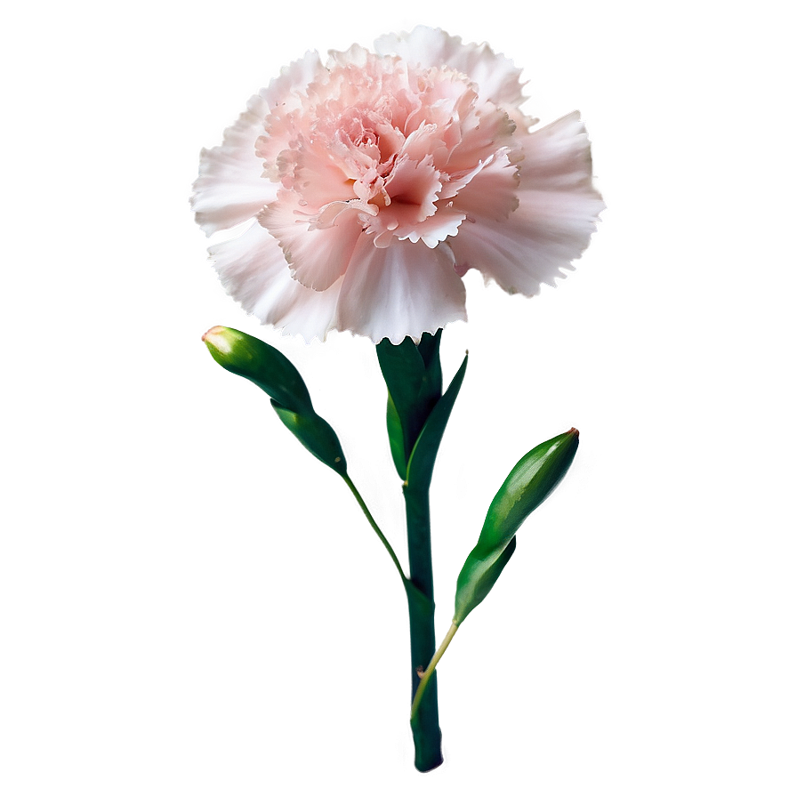 Light Pink Carnation Png Afe