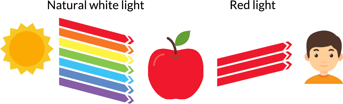 Visible Light And Apple, HD Png Download PNG with transparent background