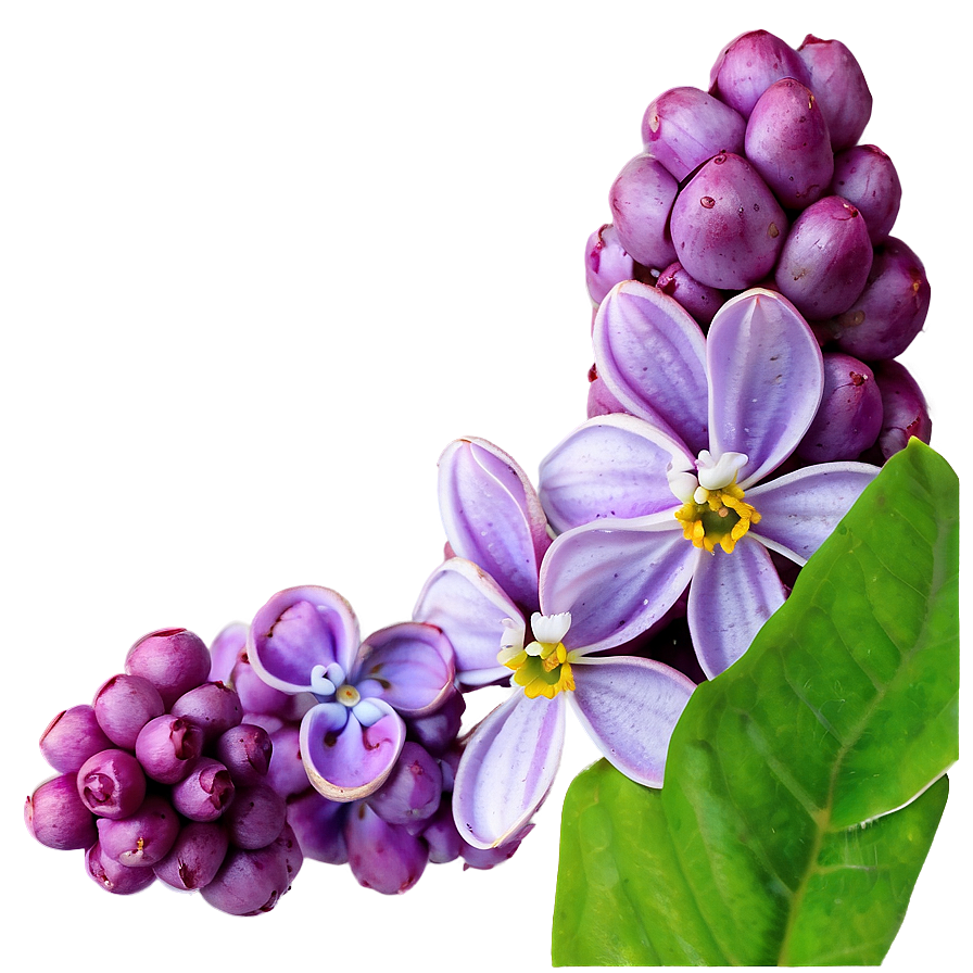 Lilac Art PNG ccp PNG with transparent background