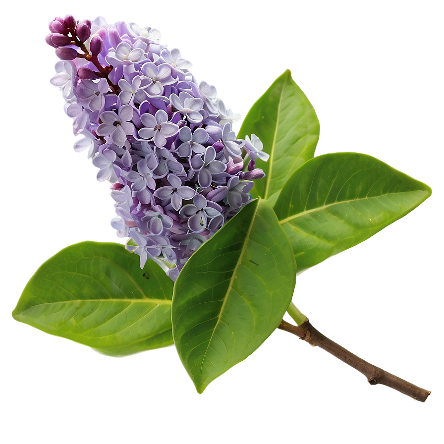 Lilac Bloom Png 06122024