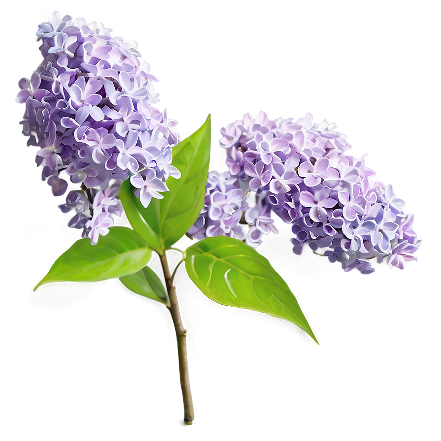 Lilac Bush Png 81