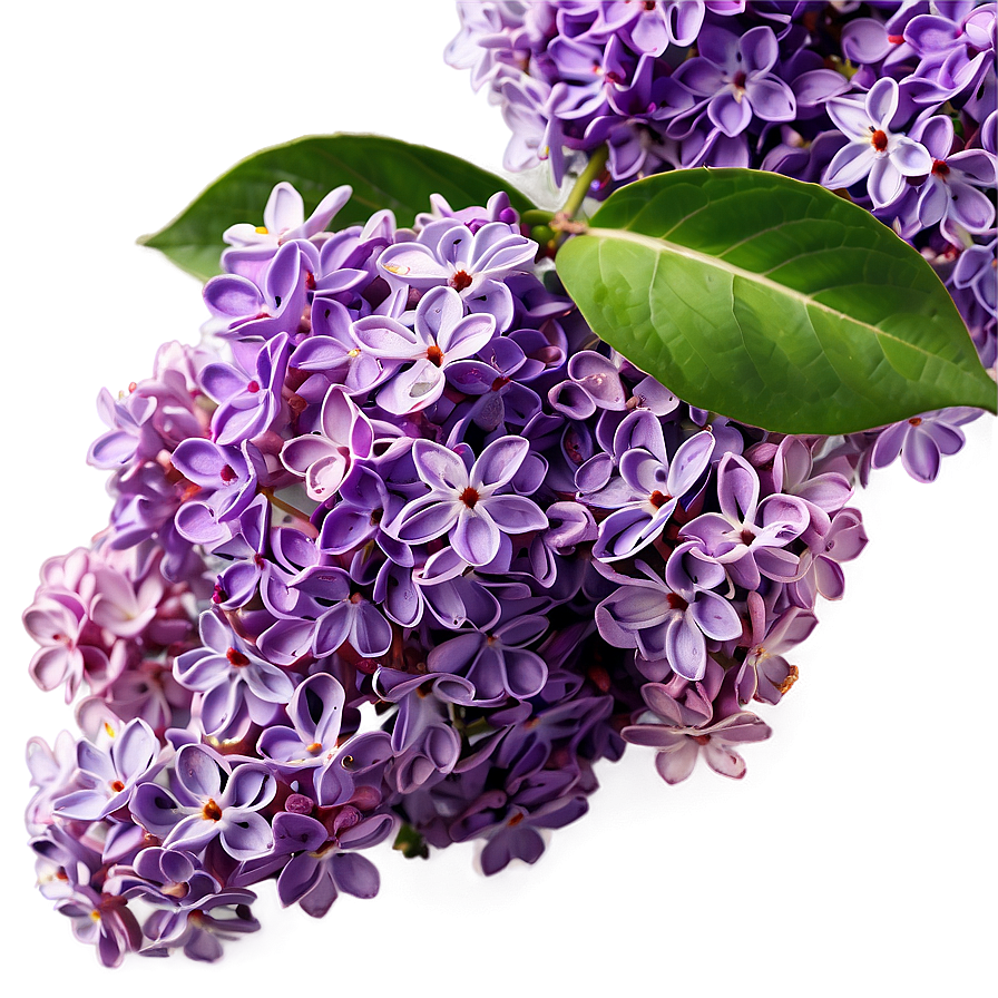 Lilac Cluster Png Iiy88