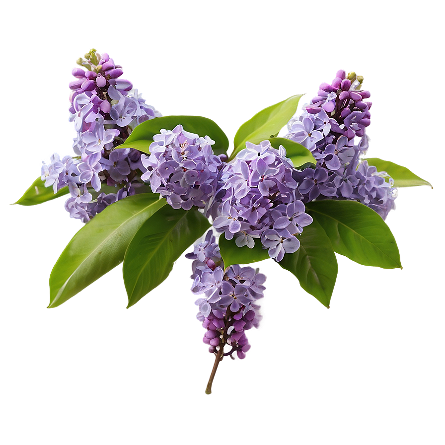 Lilac Delight Png 06122024