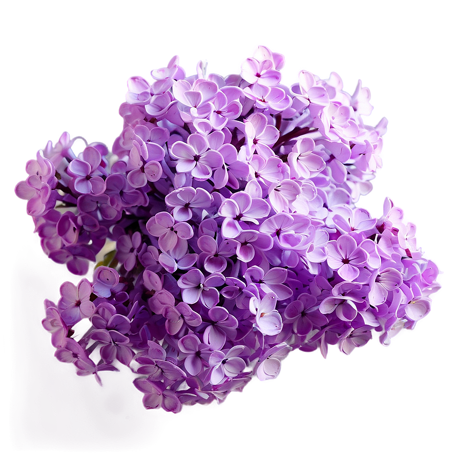 Lilac Glow PNG uuv PNG with transparent background