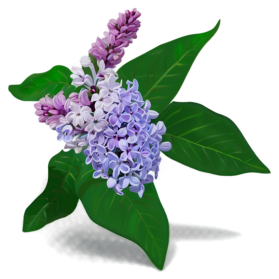 Lilac In Bloom Png 79