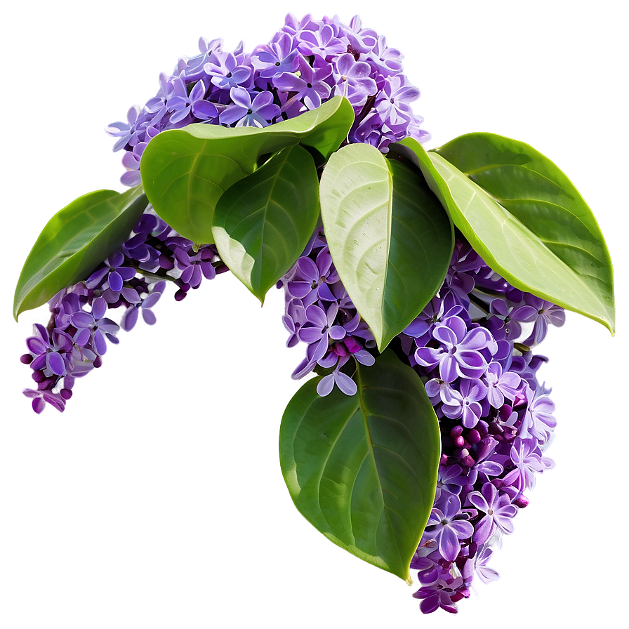 Lilac in Nature PNG 06122024 PNG with transparent background