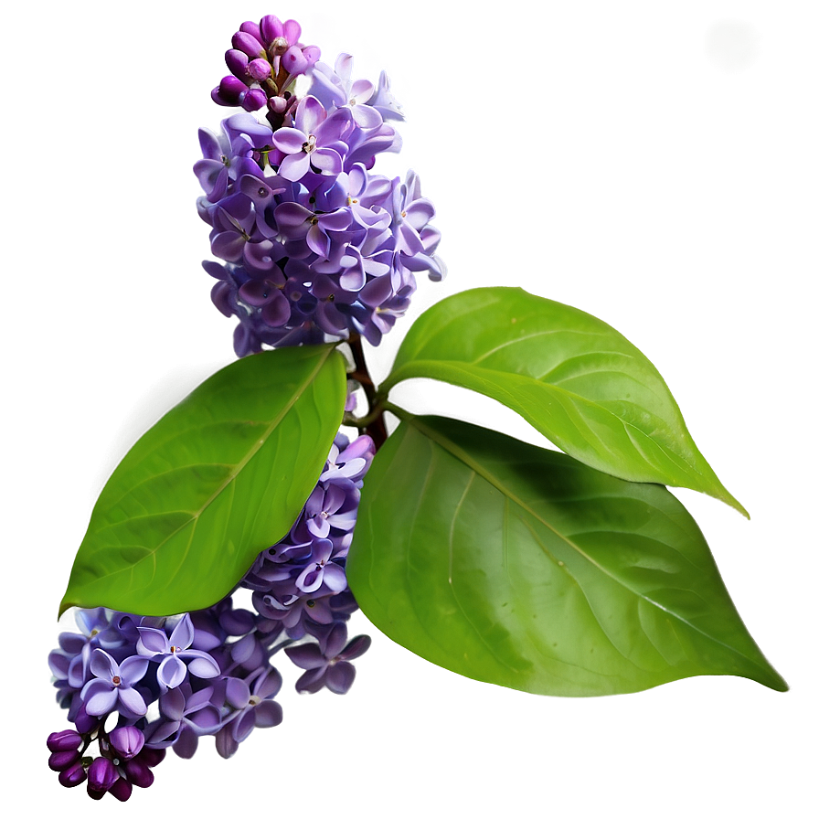 Lilac in Nature PNG aca16 PNG with transparent background