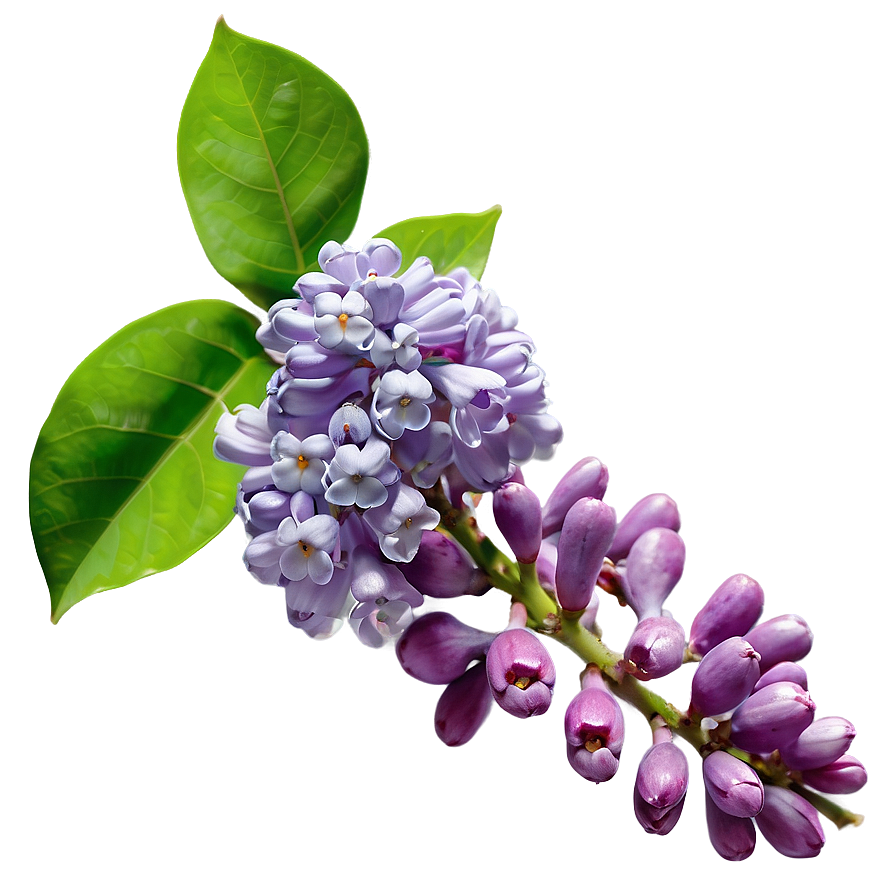 Lilac In Nature Png Mei31