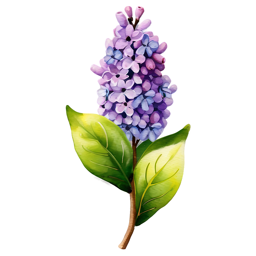 Lilac Watercolor Png 06122024