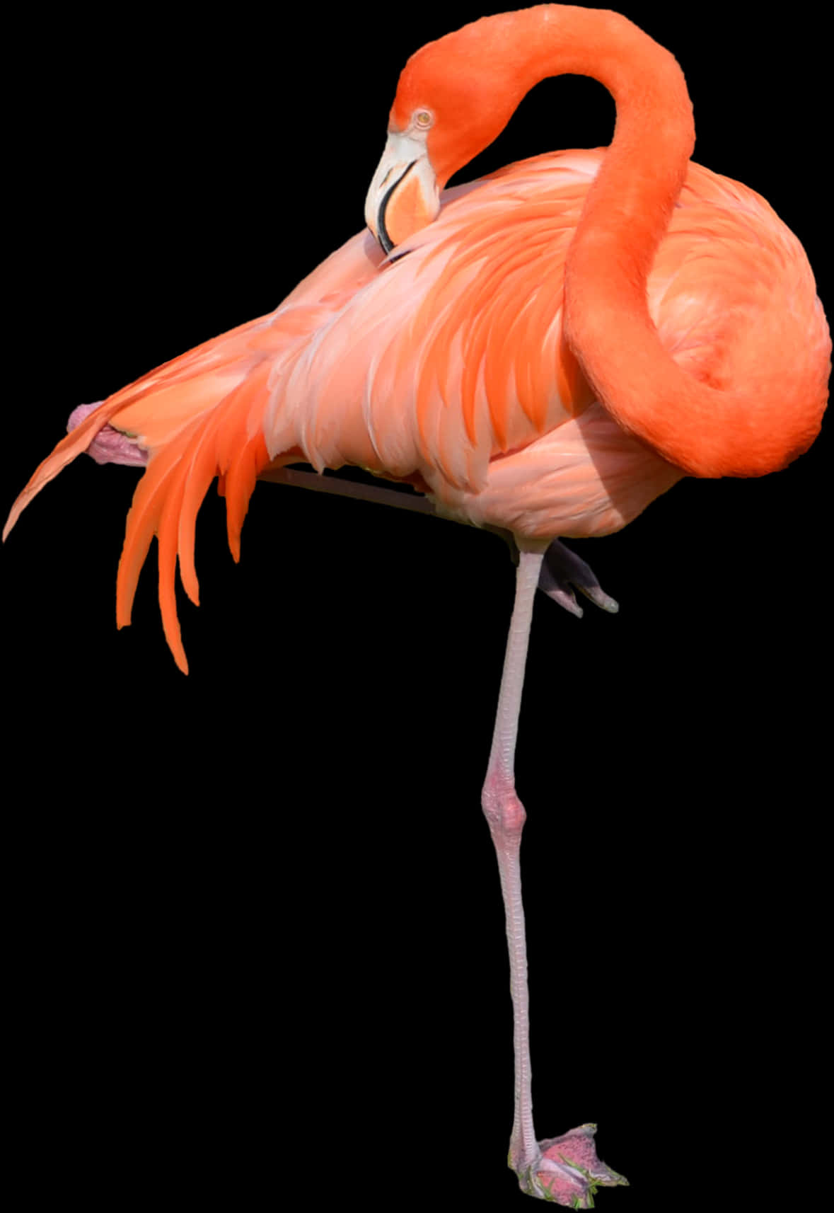 Lili Project Pinterest Sculpture - Flamingo Transparent, HD Png Download PNG with transparent background