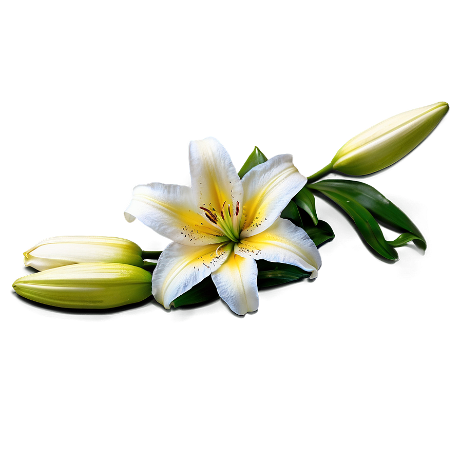 Lily Flower Field Png 06272024