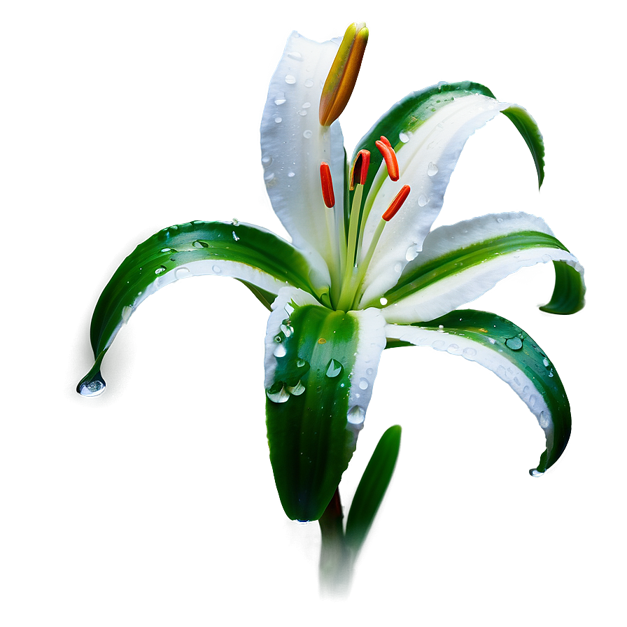 Lily Flower In Rain Png Gau62