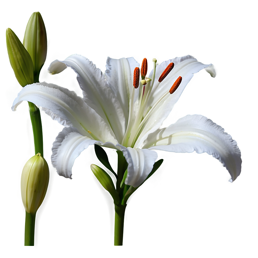 Lily Flower Stem Png 06272024