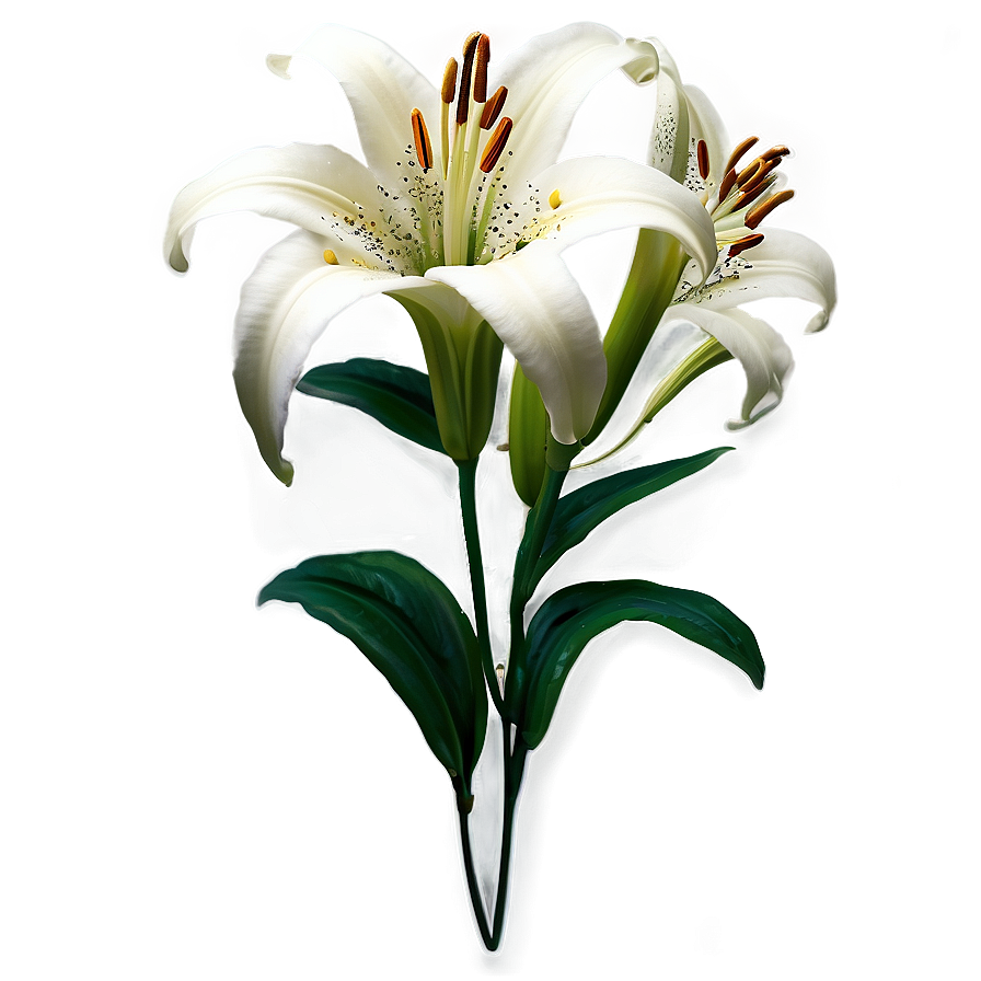 Lily Flower Sticker Png Mmj37