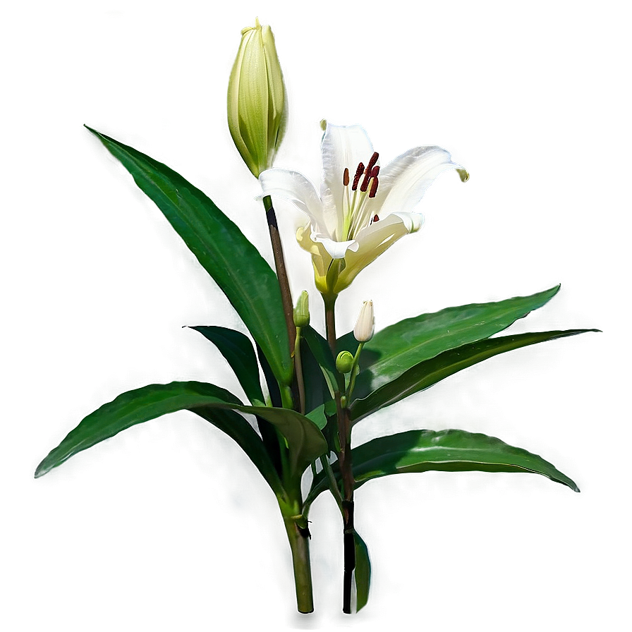 Lily Stem Png 45