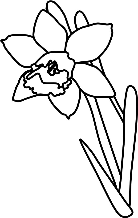 Daffodil, Black And White - Daffodil Cartoon, HD Png Download PNG with transparent background