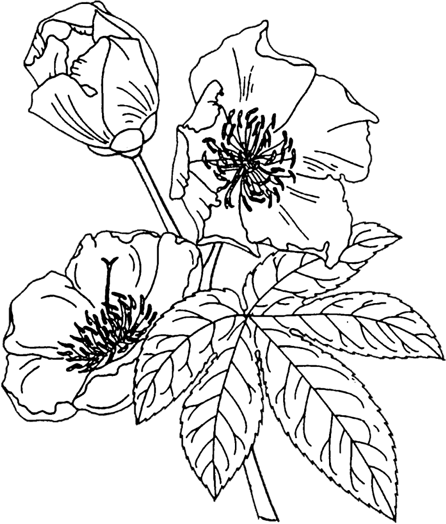 Line Art Rose Flowers