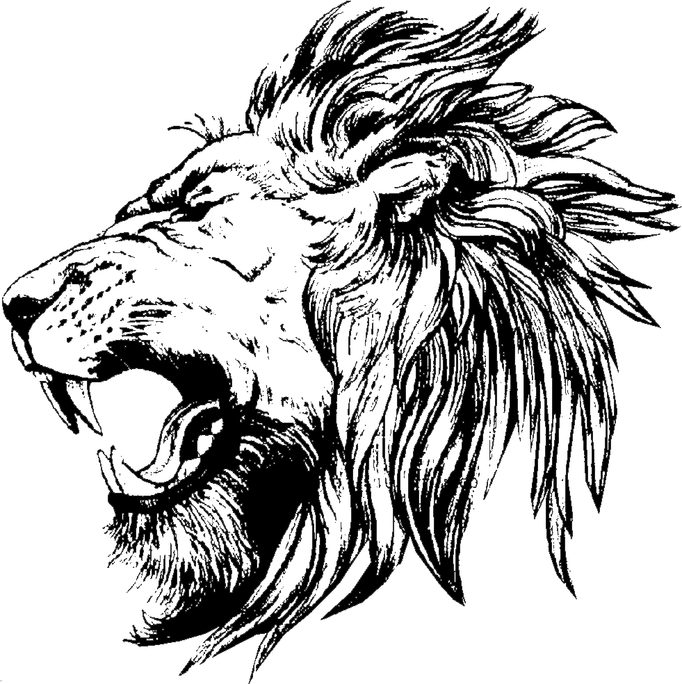 Lion Drawing - Lion Face Side View Drawing, HD Png Download PNG with transparent background