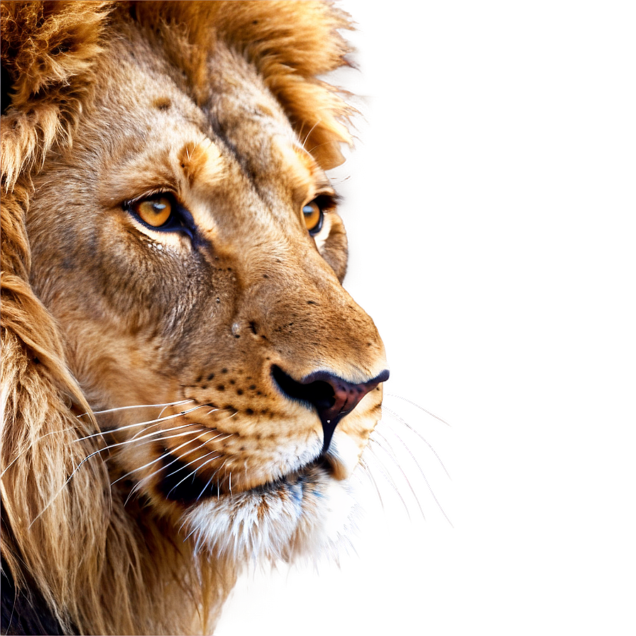 Lion Face Clipart Png Tuh