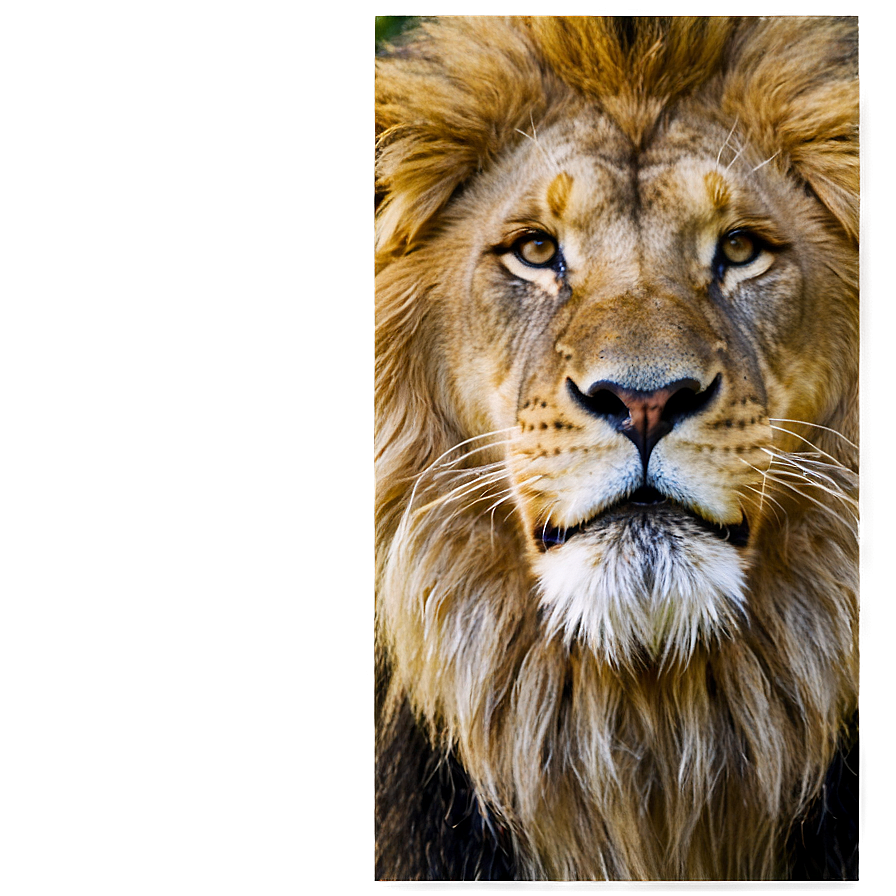 Lion Face In The Wild Png 18