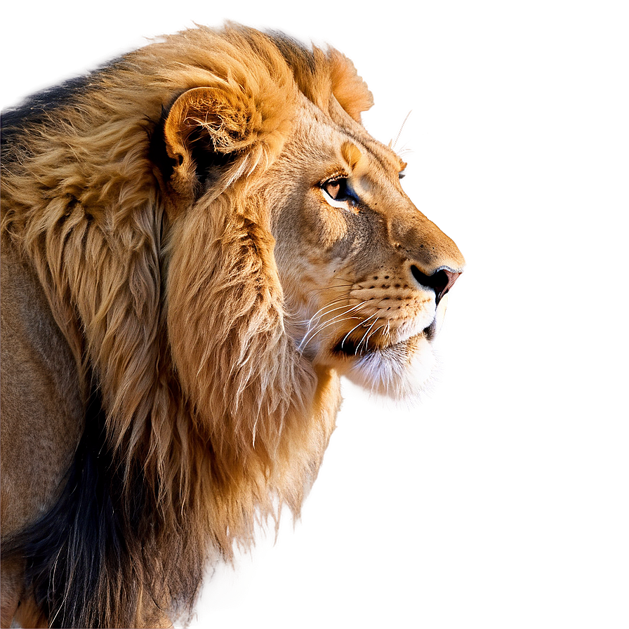 Lion Face Side View Png Gvv