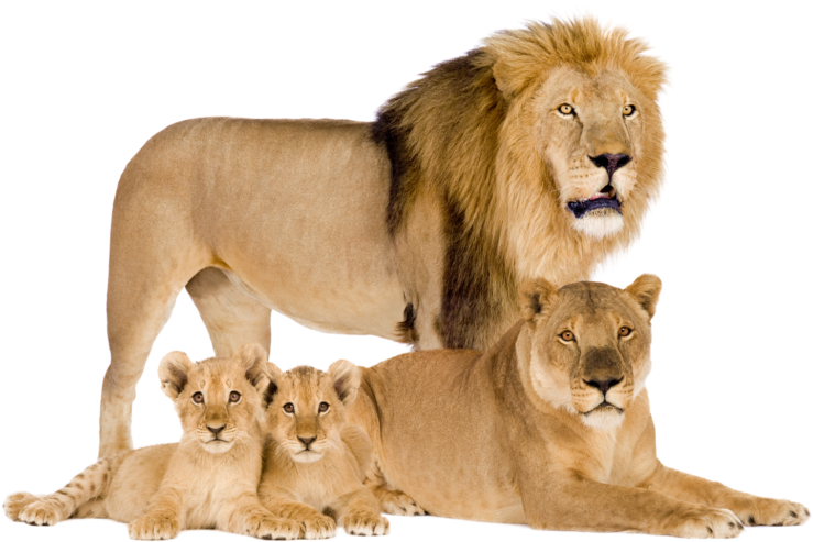 Lion_ Family_ Portrait