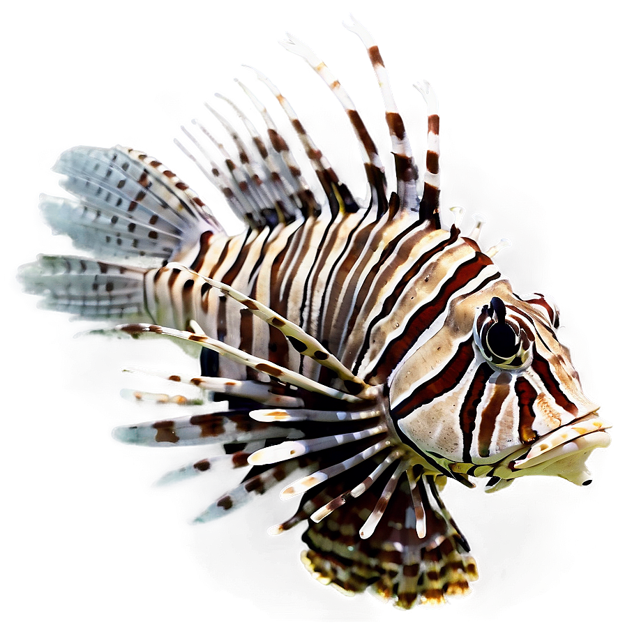 Lionfish Conservation Png 06292024