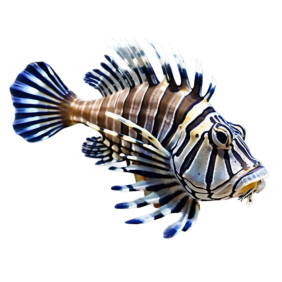 Lionfish Conservation Png 38