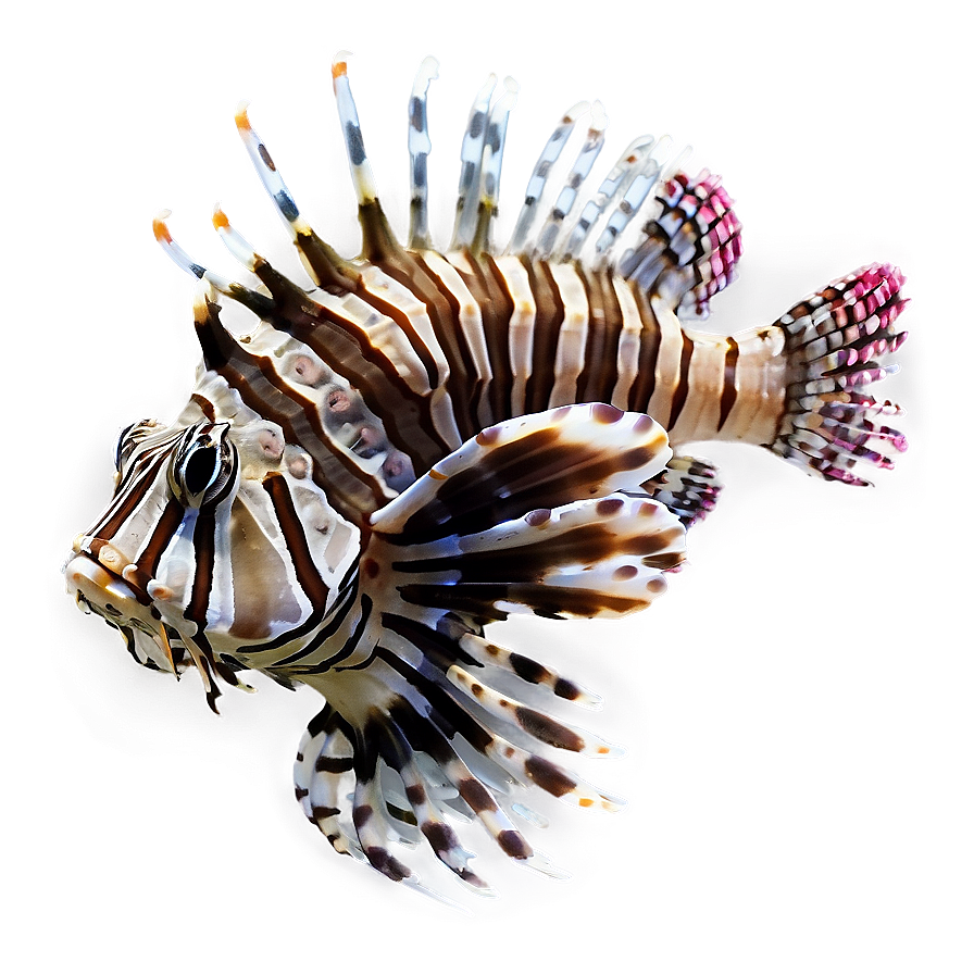 Lionfish Invasion Png 31