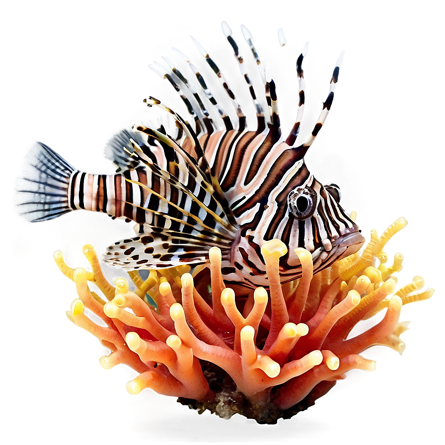 Lionfish On Coral Png Wuc