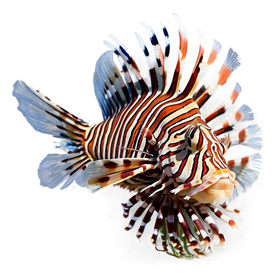 Lionfish With Open Fins Png 21